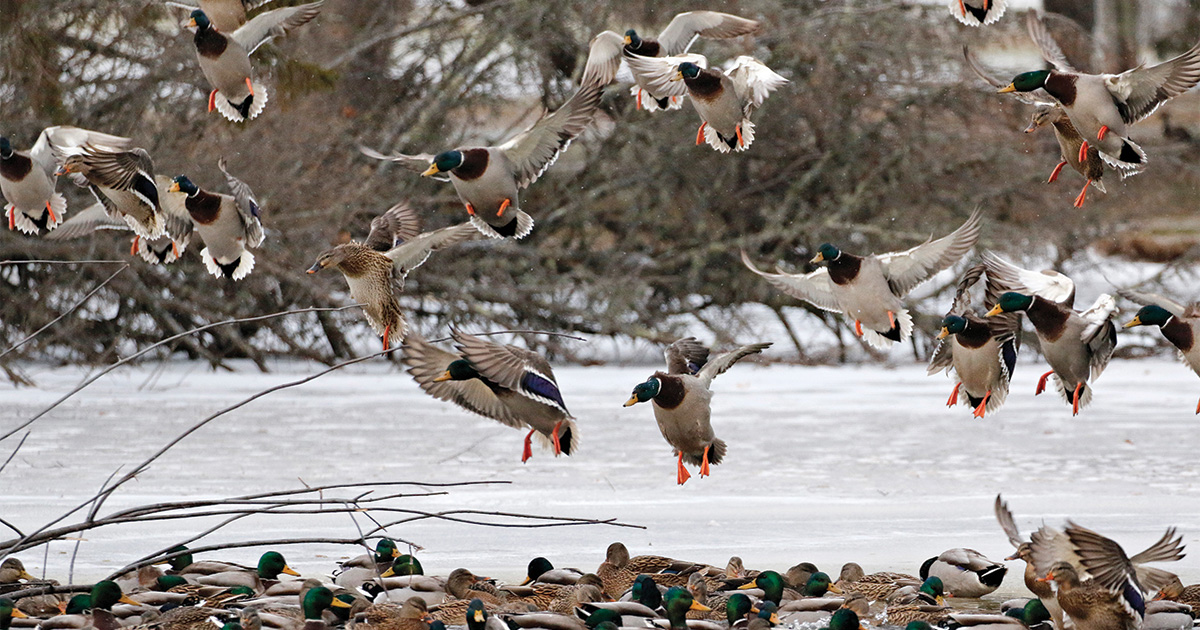 Understanding Waterfowl: The Stiff-Tailed Ducks | Ducks Unlimited
