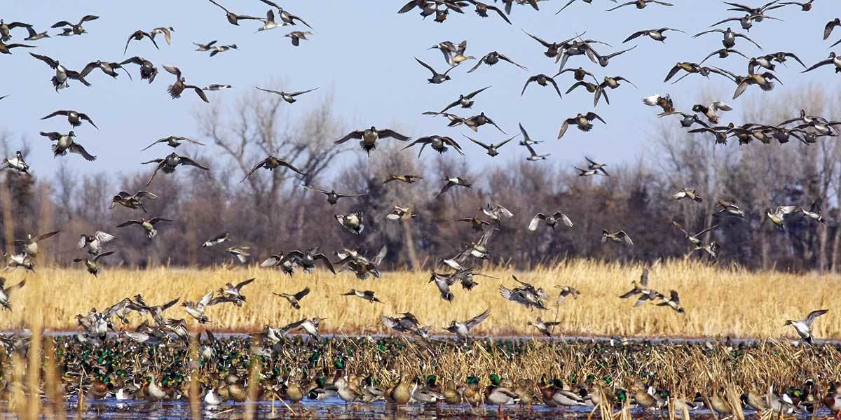 Ducks Flying from Habitat