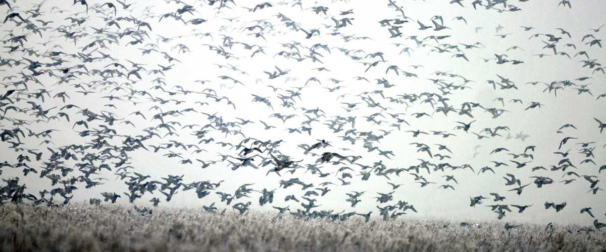 Large Number of Ducks Flying