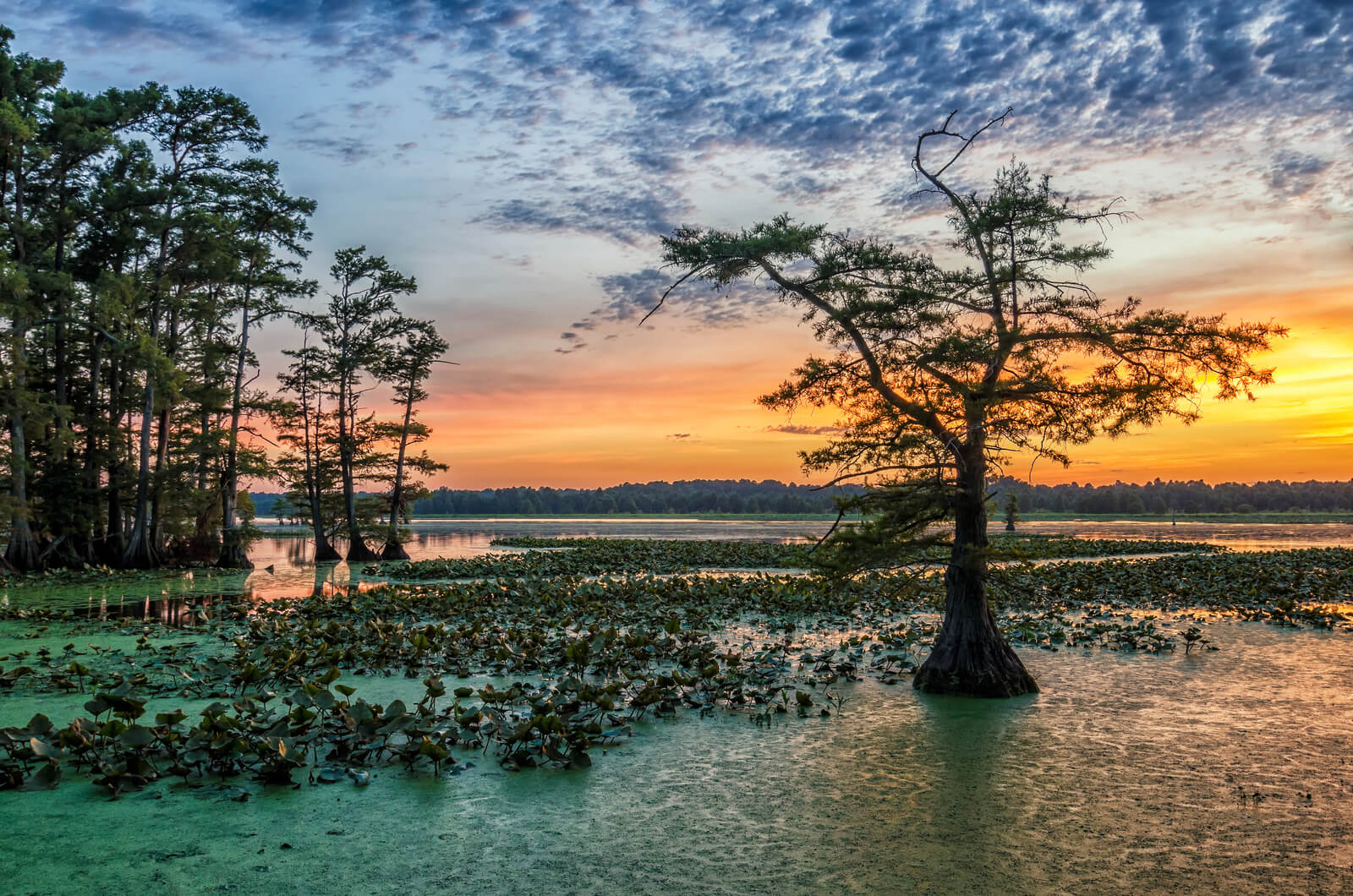 Mississippi Alluvial Valley Photo