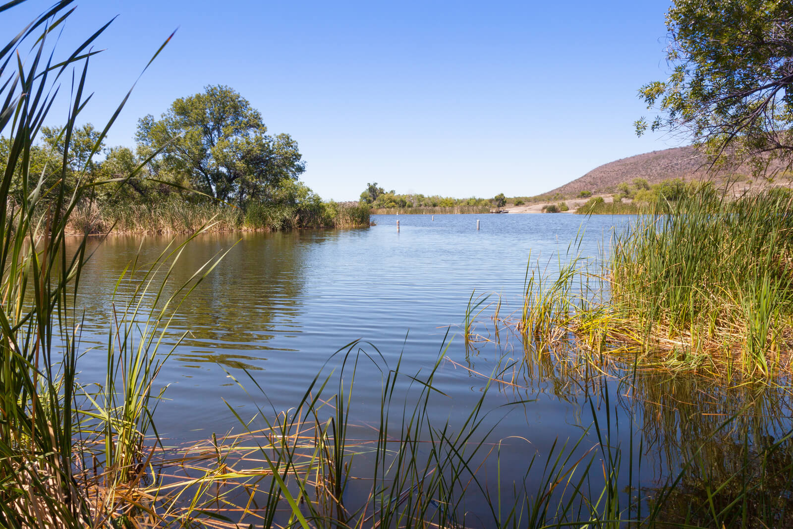 Sonoran and Mohave Desert Photo