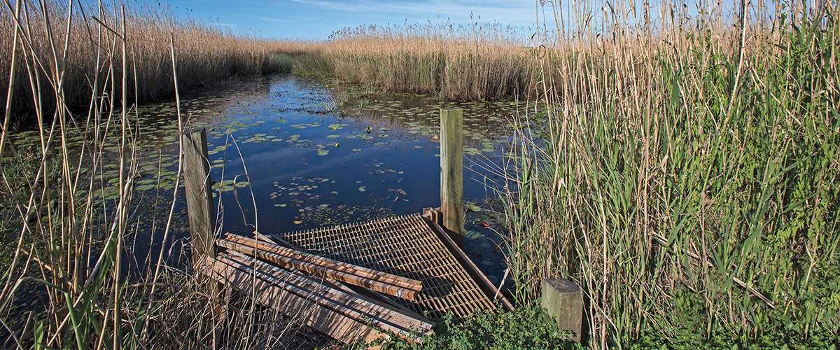 Photo of Chenier Plains wetlands