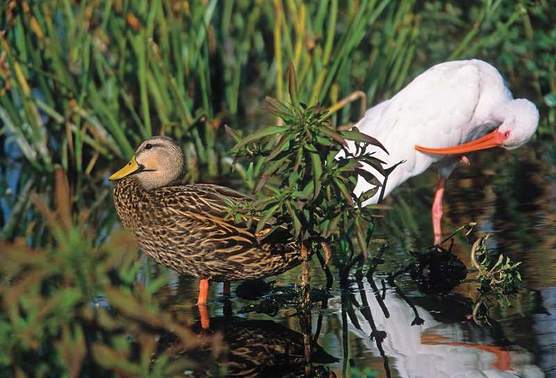 Photo of White Ibises and Blue-winged Teal in Chenier Plain