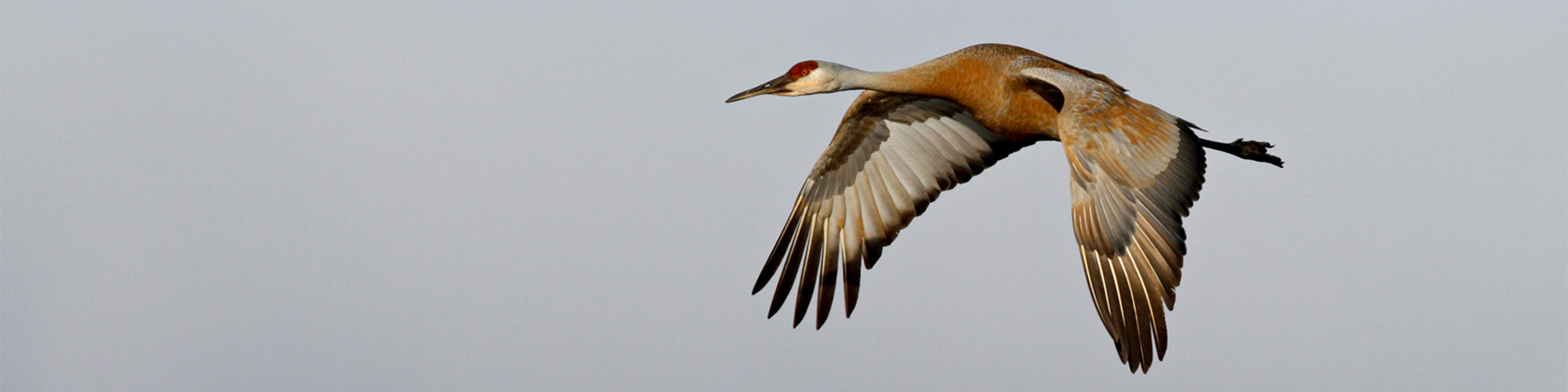 crane 2000.jpg