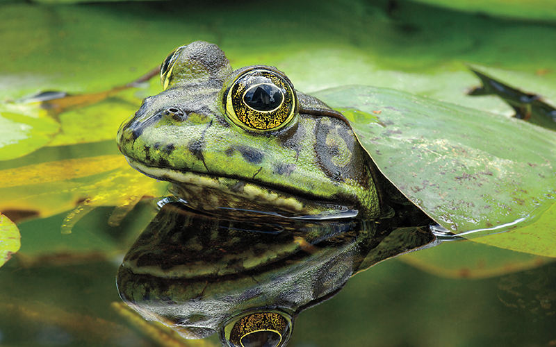 Why Wetlands Should Matter to You