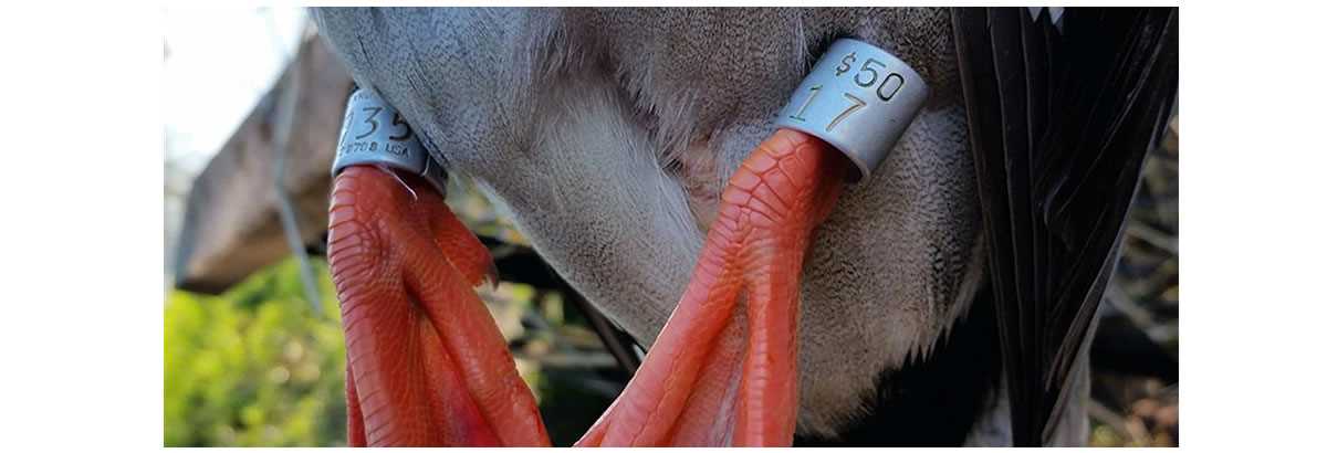 Waterfowl leg bands in use