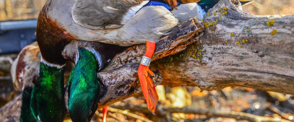 Duck Bands on a Mallard