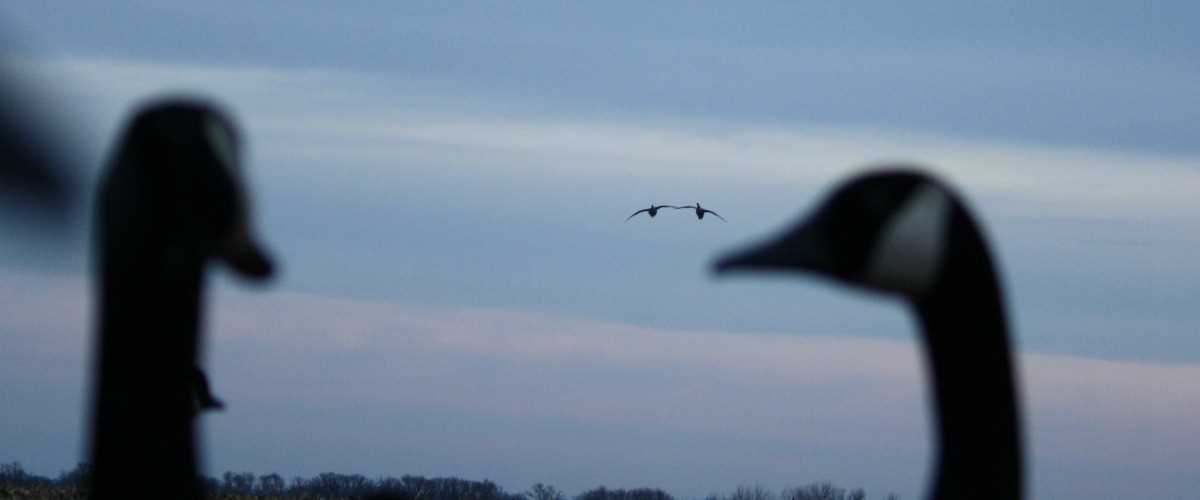 Two geese watching other geese fly