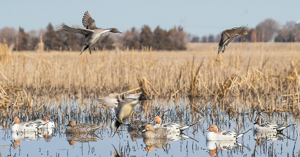 20 Next-Level Decoy Tips