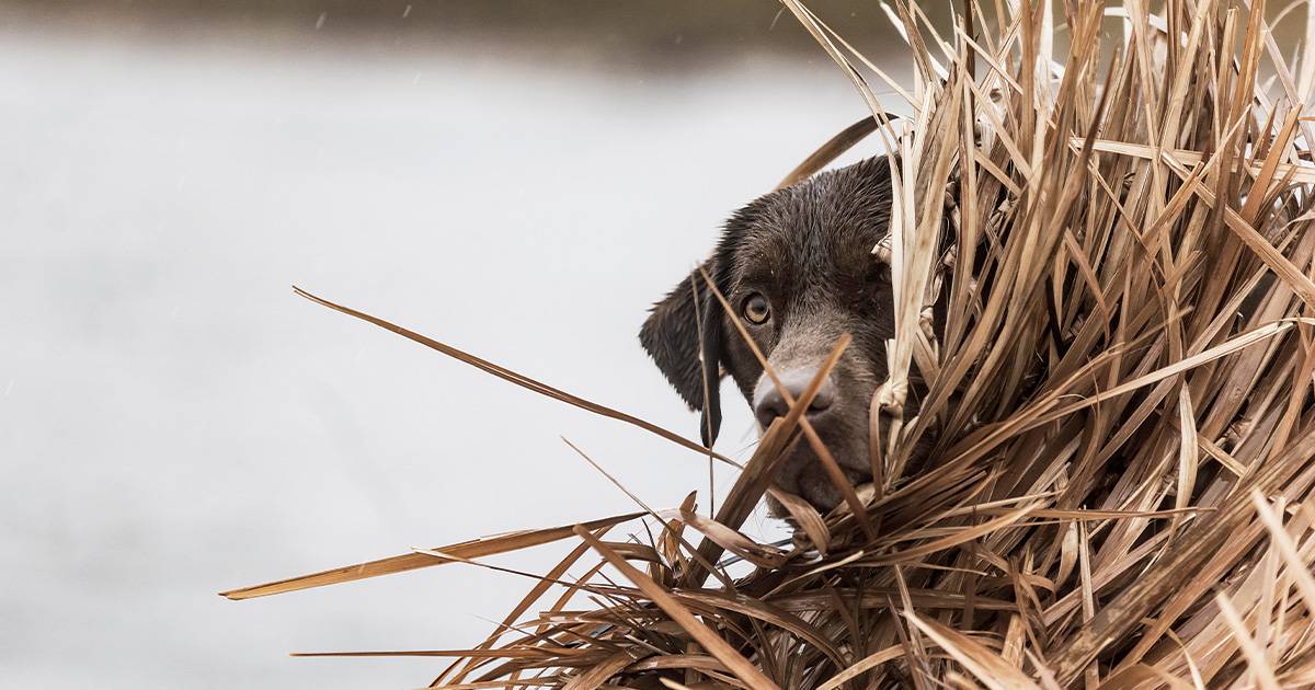 Labrador retriever in duck blind. Photo by Tom Martineau