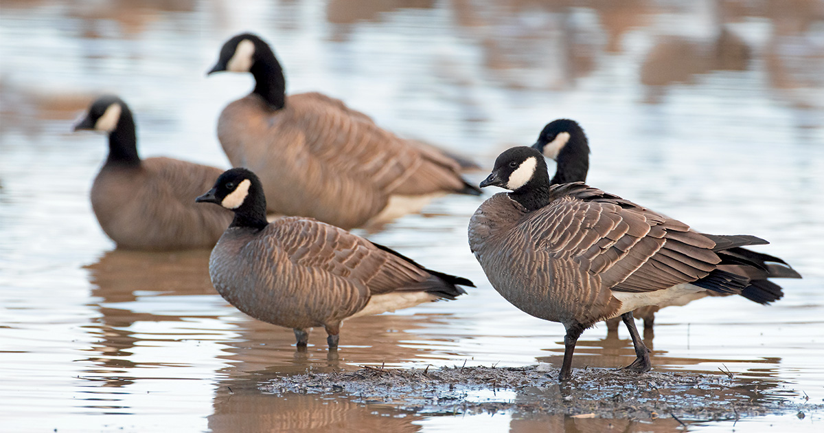 Cackling Geese. Photo by GaryKramer.net