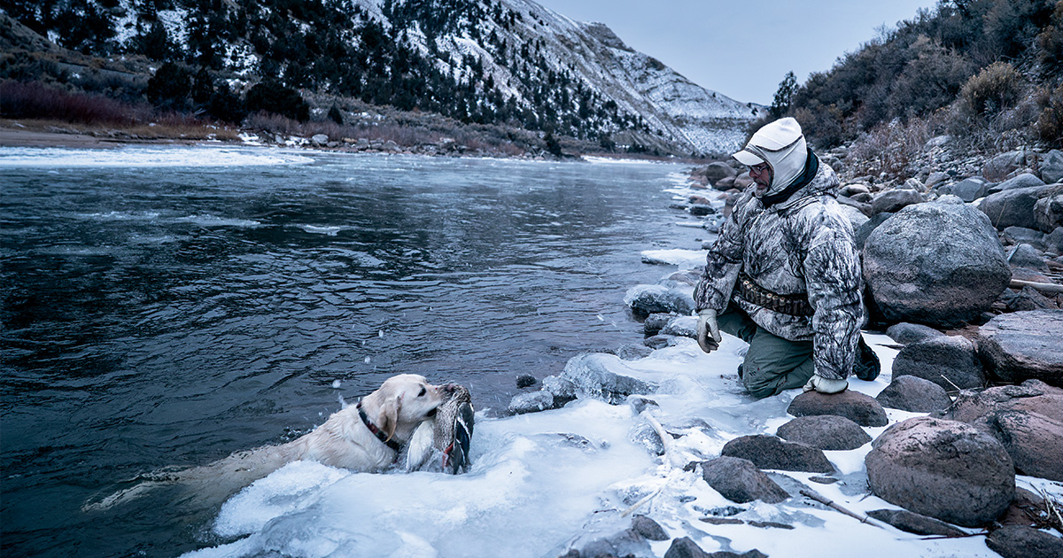 Retriever bringing back harvested duck. Photo by Greg Sweeney