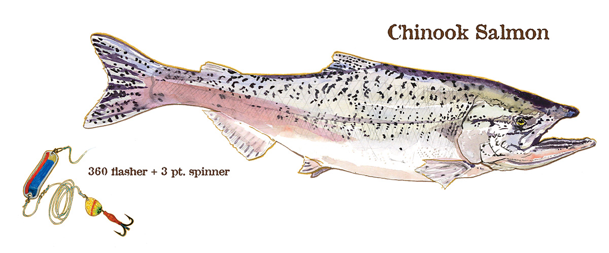 CR_Salmon.jpg