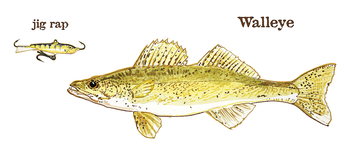 DL_Walleye.jpg