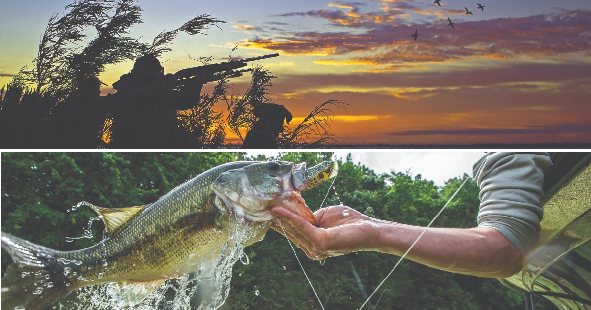 Florida: Fins and Feathers