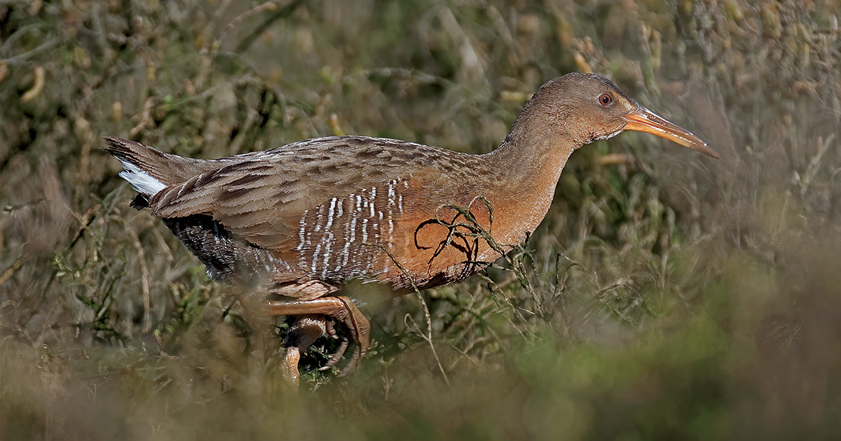 Clapper rail. Photo by GaryKramer.net