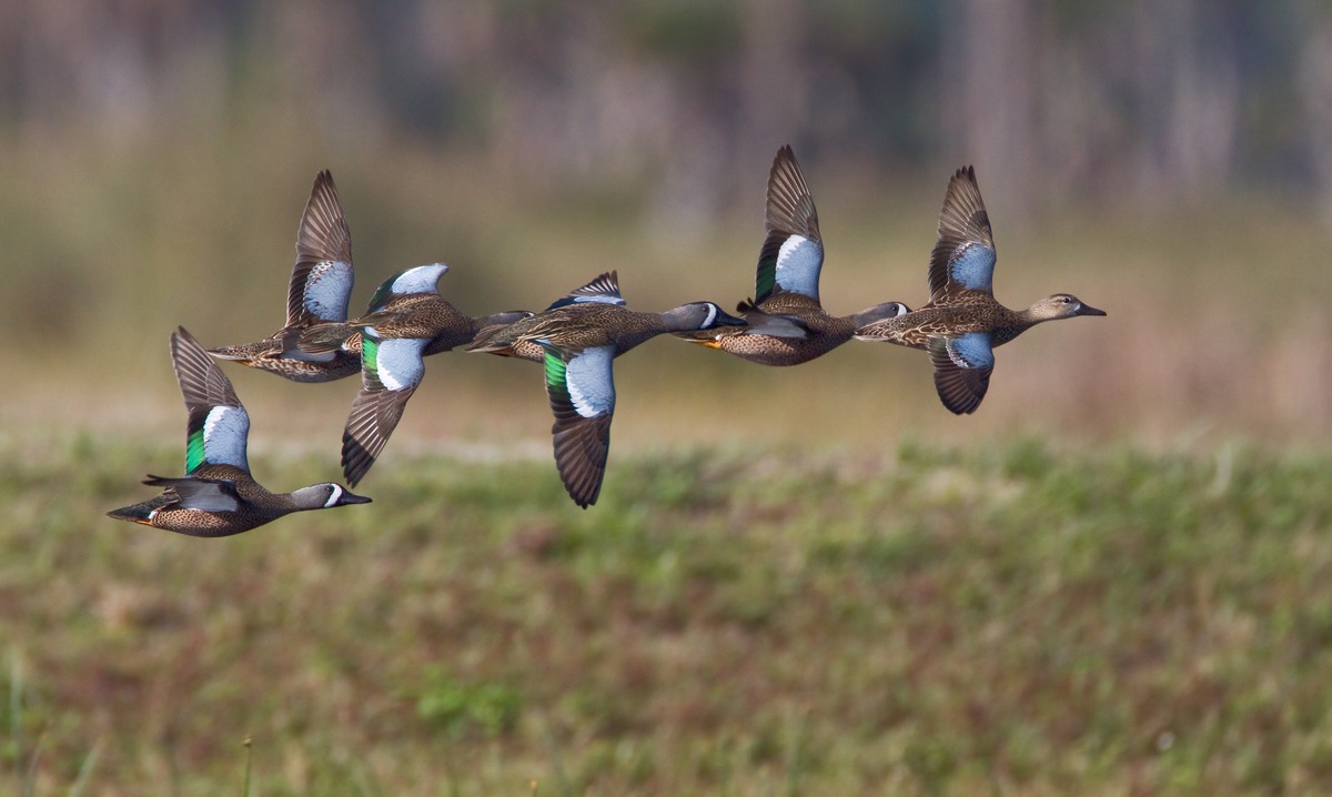Flock of blue-winged teal. Photo courtesy of Courtesy of Florida Fish and Wildlife Conservation Commission