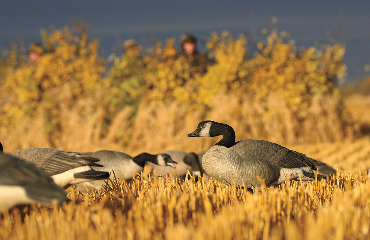 Getting my ducks in a row - Lodge wildlife and Canadiana