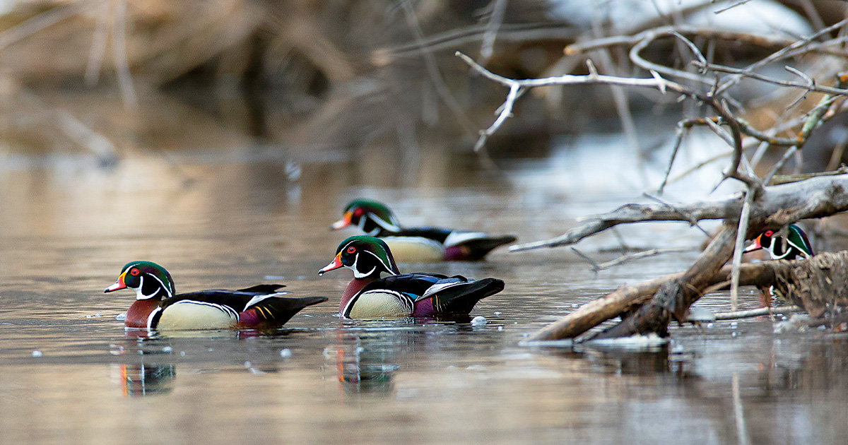 Ducks Unlimited - Apps on Google Play