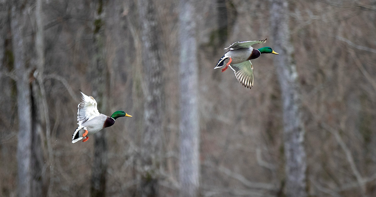 Cupped Wings: Halftime