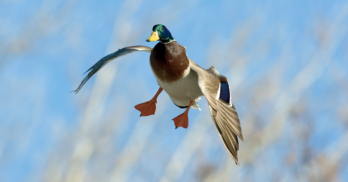 Image for Cupped Wings: The Gift Duck