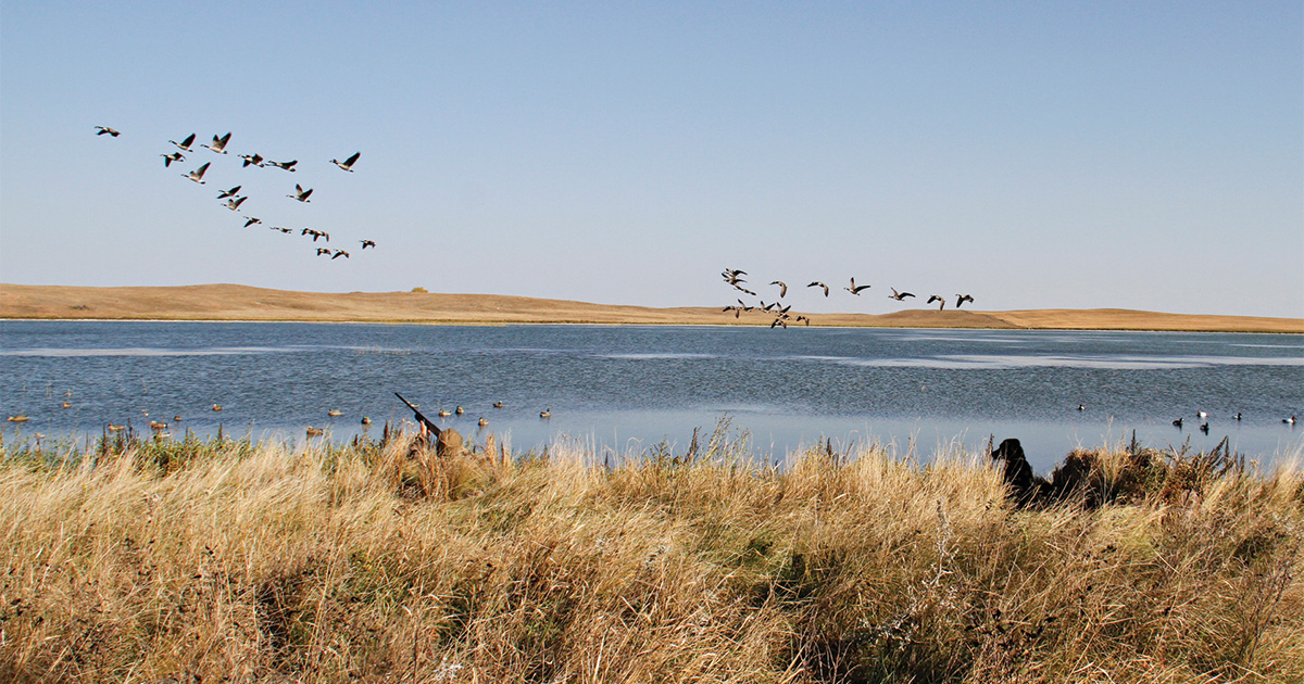 Great Moments in Waterfowling