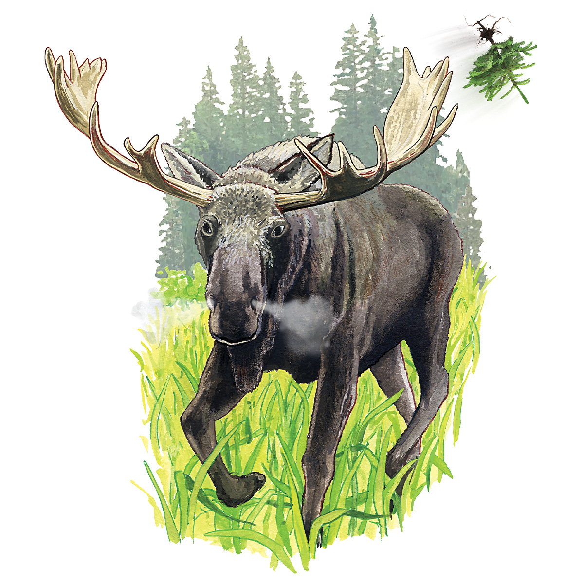 Moose_.jpg