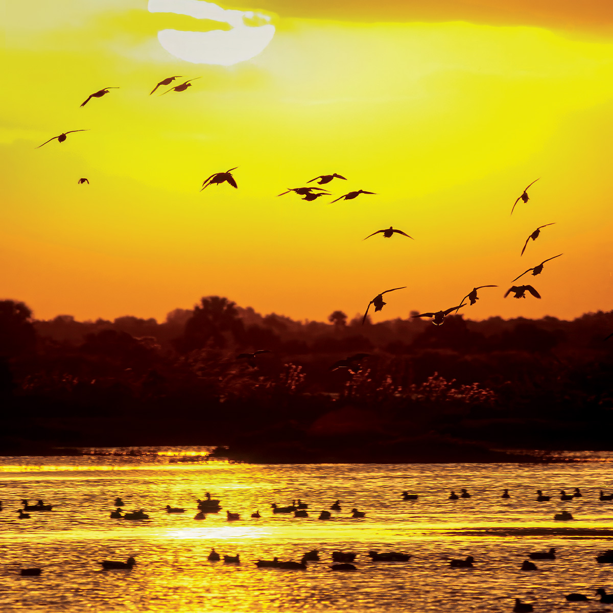 American wigeon coming in at sunrise. Photo by Marc Epstein