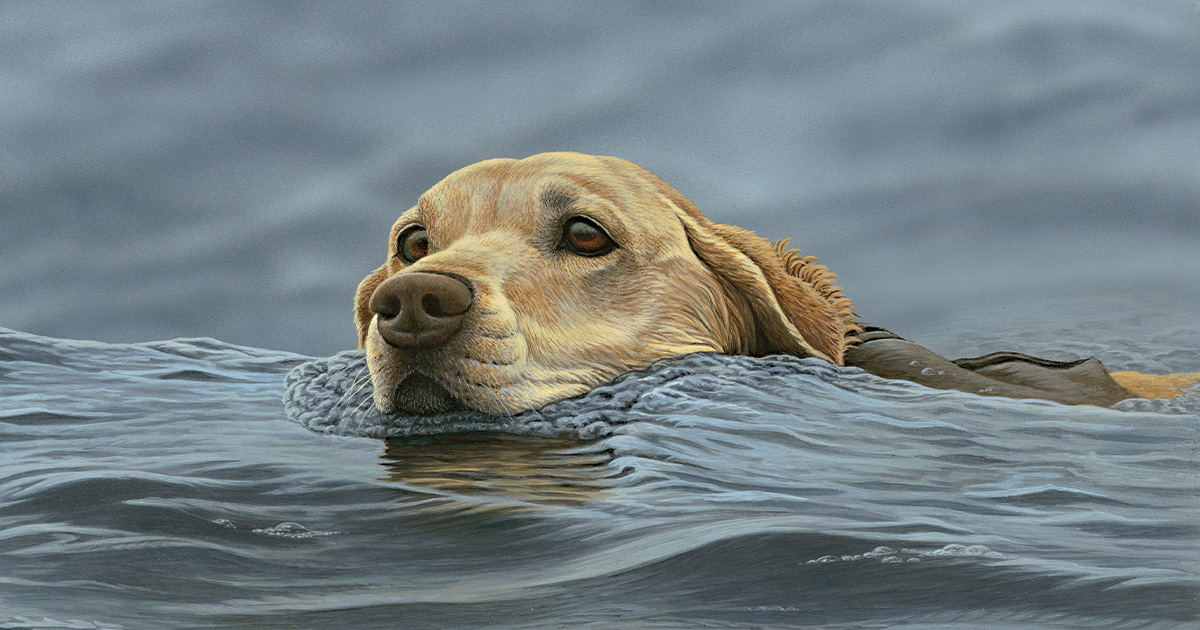 Image for The Longest Retrieve
