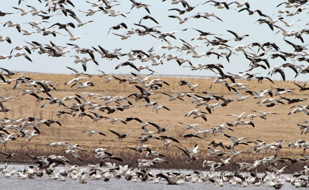 2024 Snow Goose Gear Guide