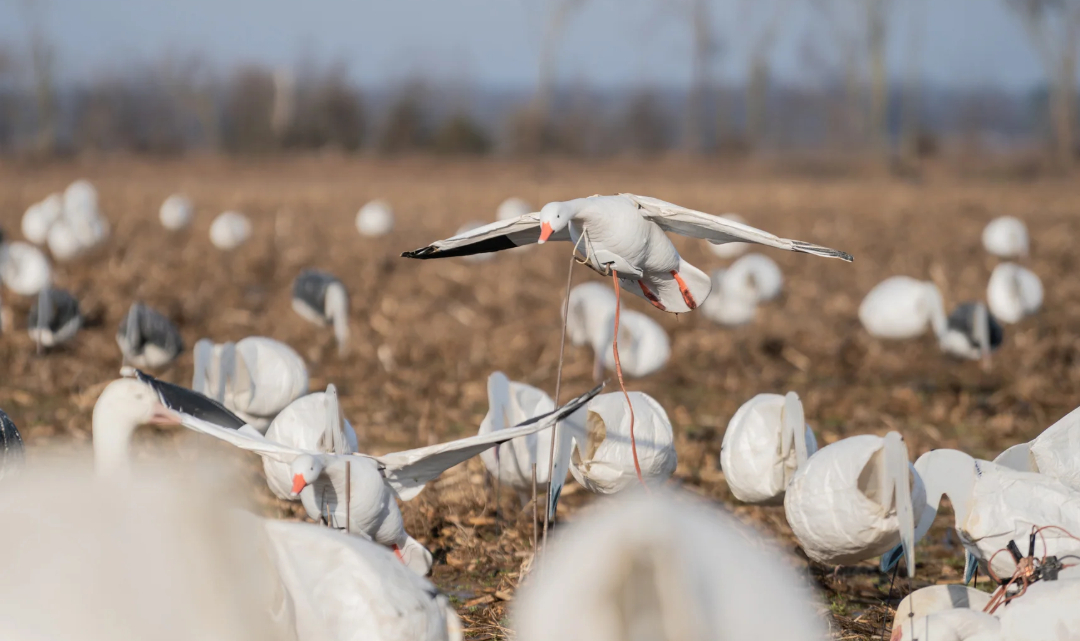 Higdon Clone Snow Goose.jpeg