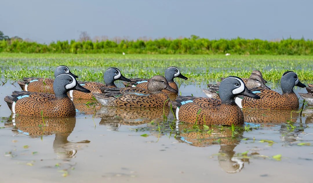 bluewingscover_1800x1800.jpg