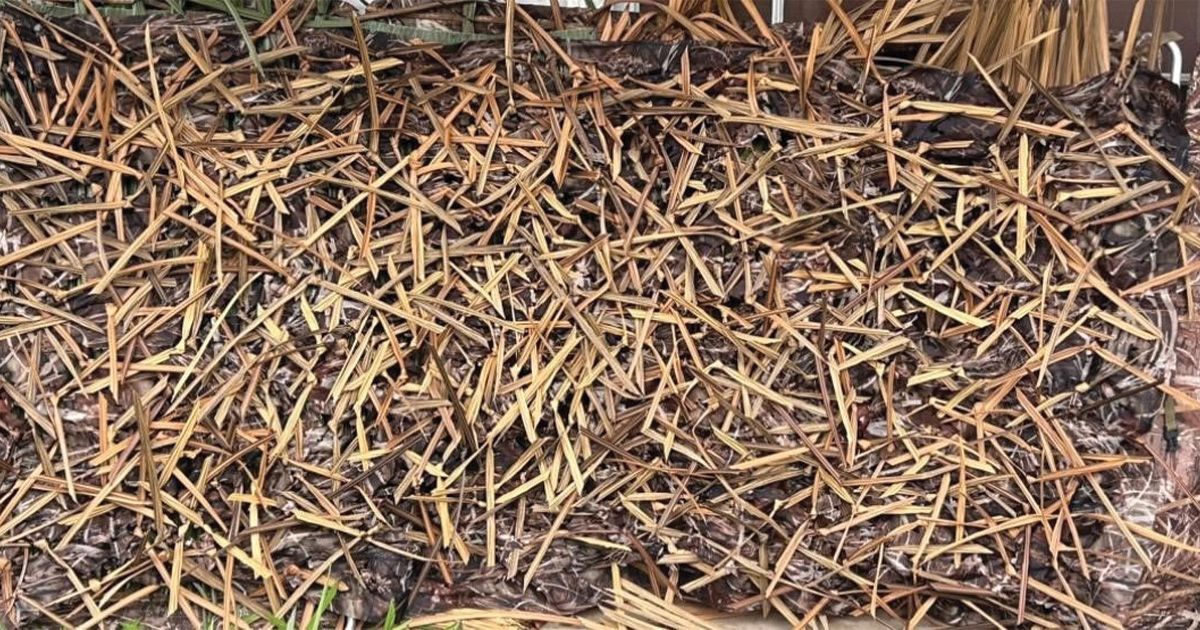 blindgrass.com.jpg