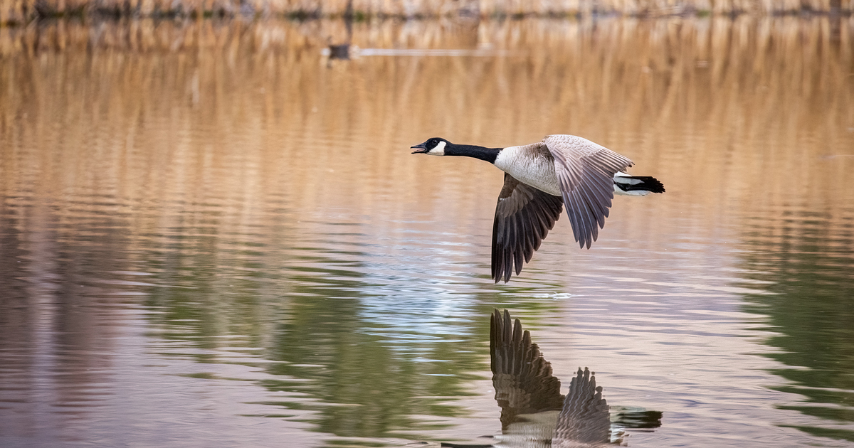 Canada goose over water. Photo by Kurt Golgart