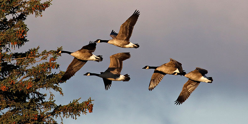 Gear You Need for Early Geese