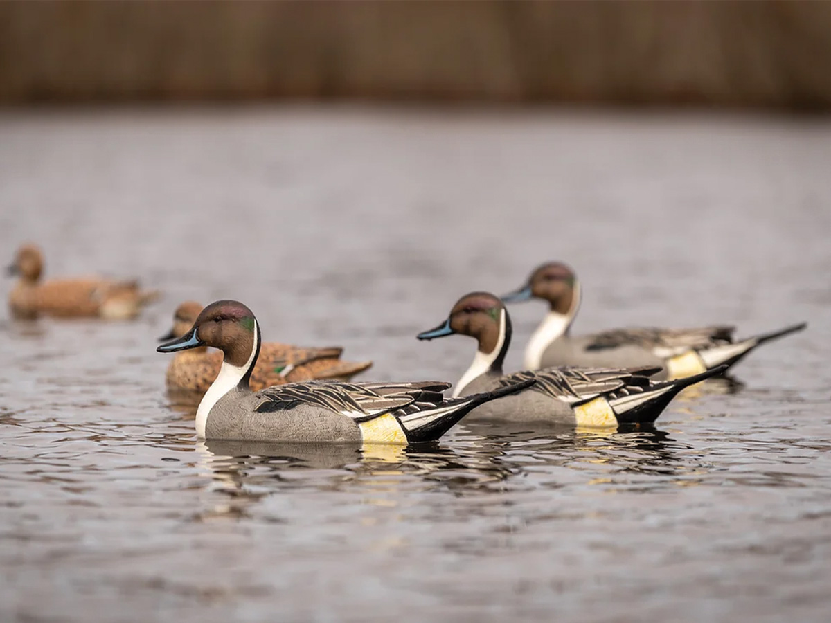 Dive Bomb Pintails.jpg