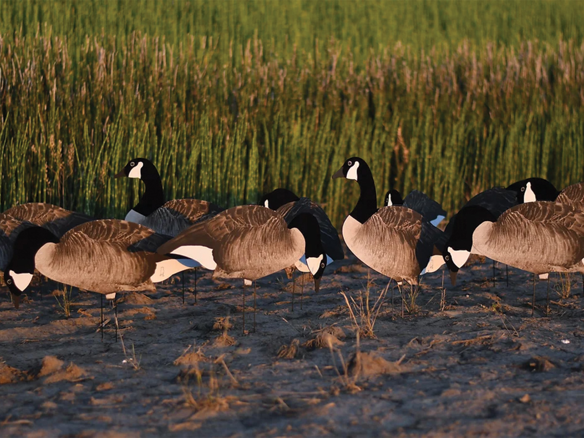 Dive Bomb Silhouettes.jpg