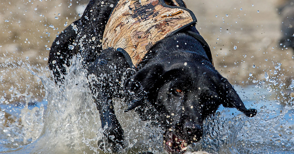 New Guns and Gear for 2026: Retriever Products