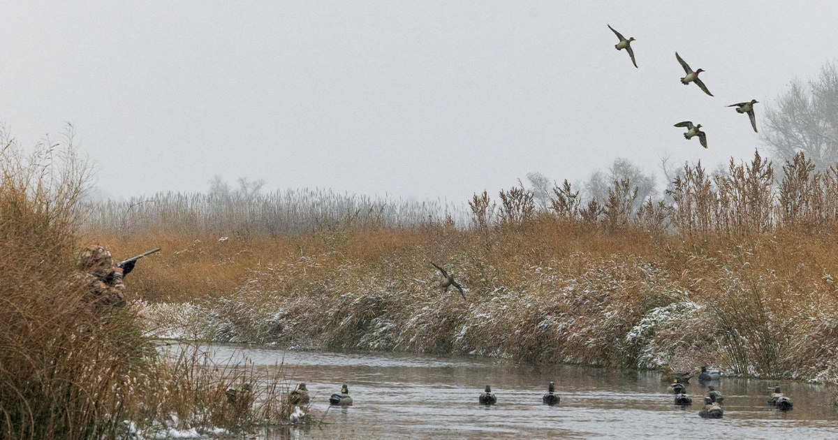 How to brush a duck blind