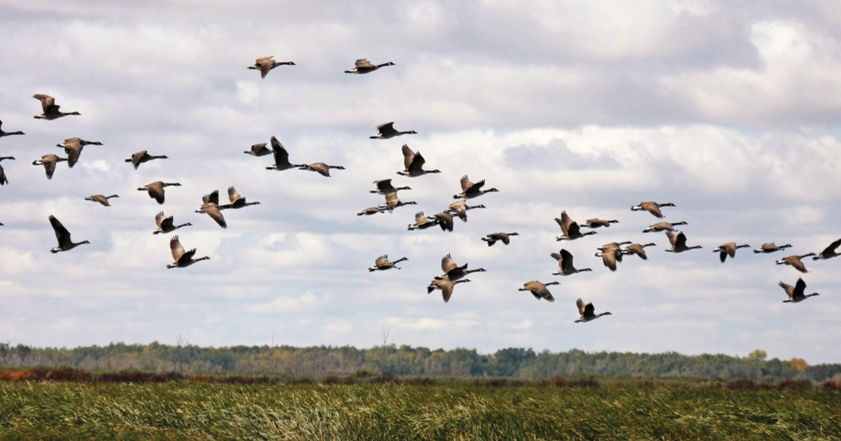 First-Chance Geese