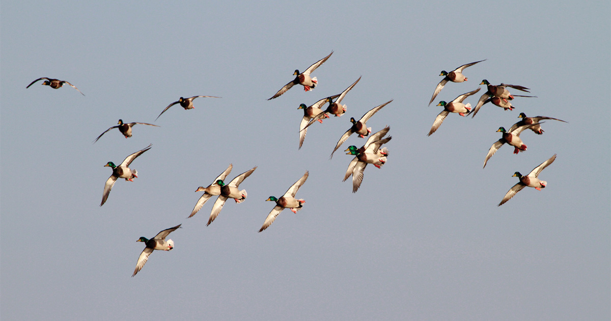 Mallards Michael Furtman.jpg