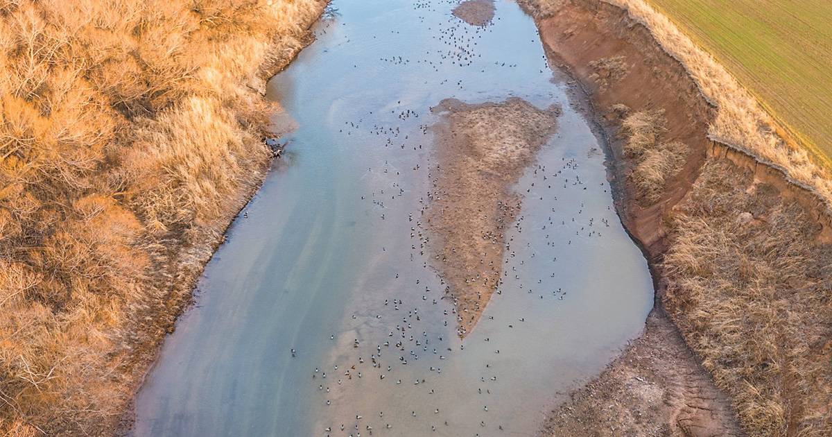 Waterfowl loafing in a river. Photo by Ed Wall Media