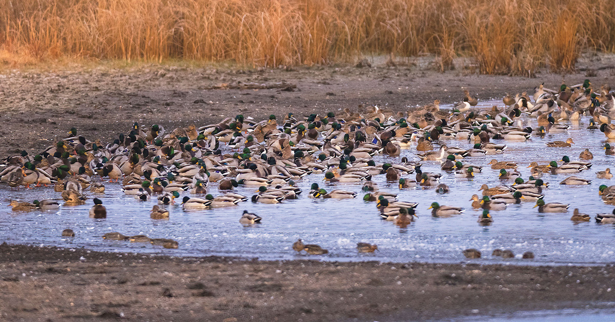 Waterfowl on half-frozen pond. Photo by Ed Wall Media