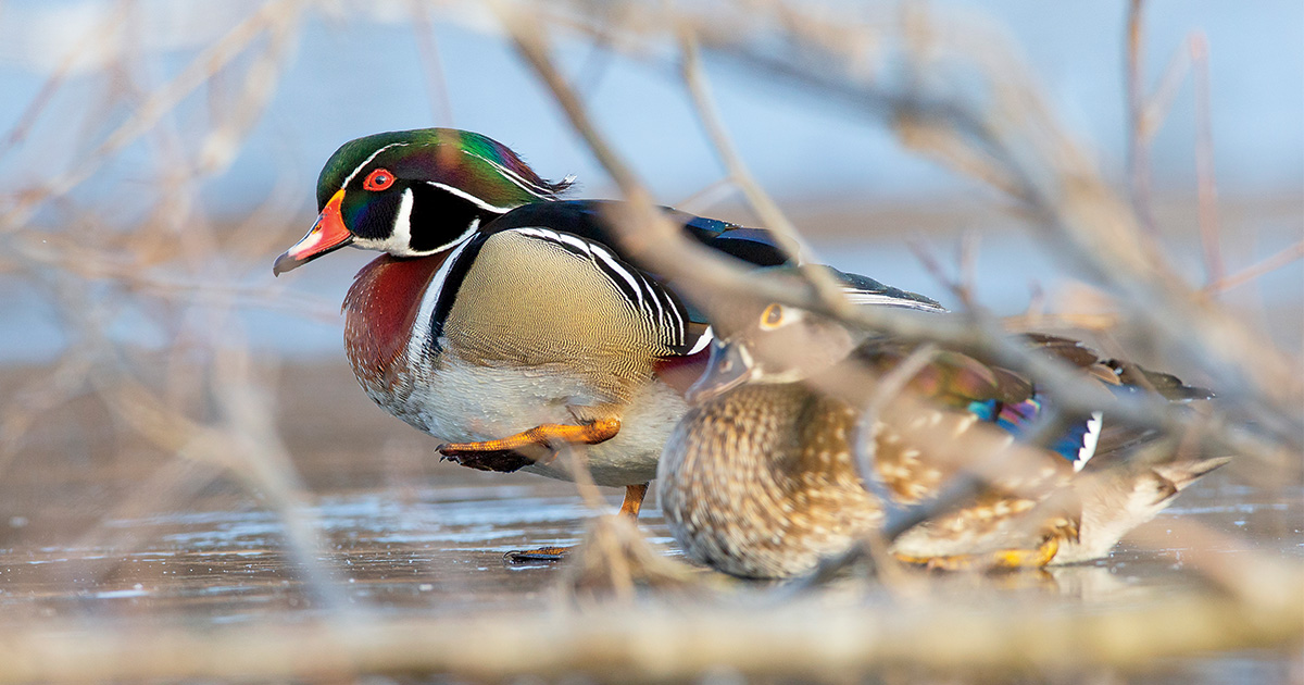 A pair of wood ducks. Photo by Tom Martineau/WildFrontImages.com