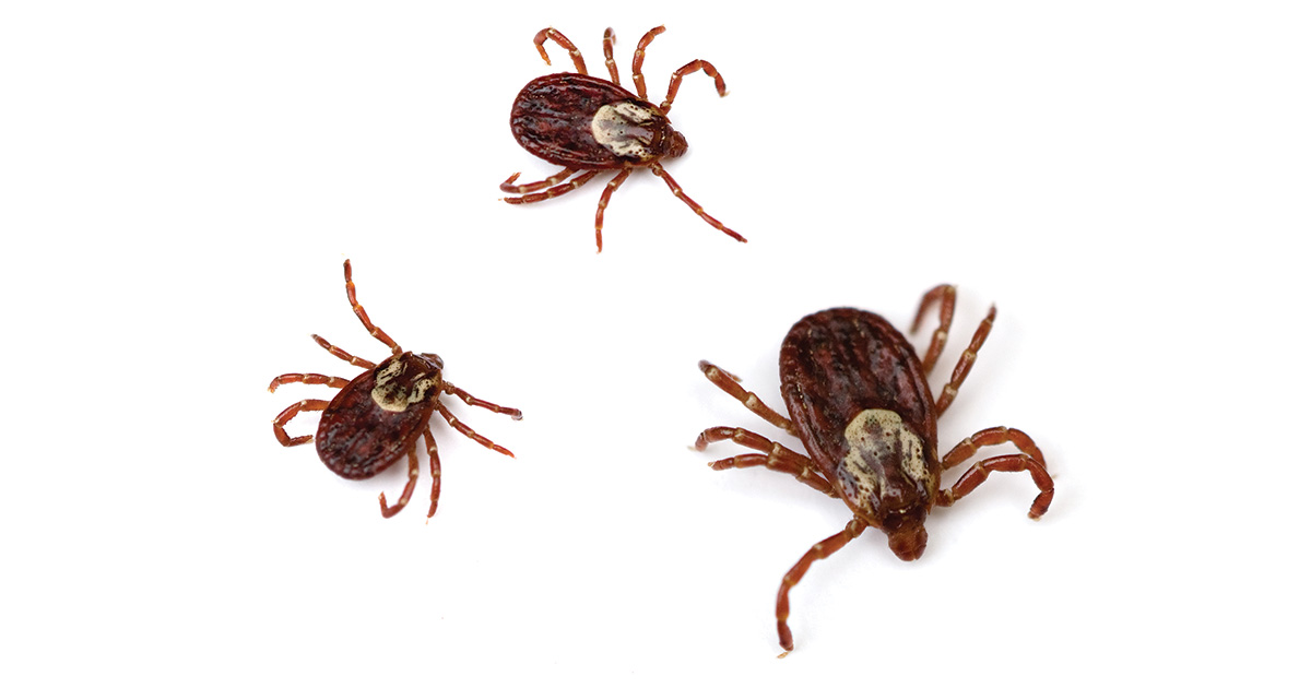 What Waterfowl Hunters Need to Know about Ticks