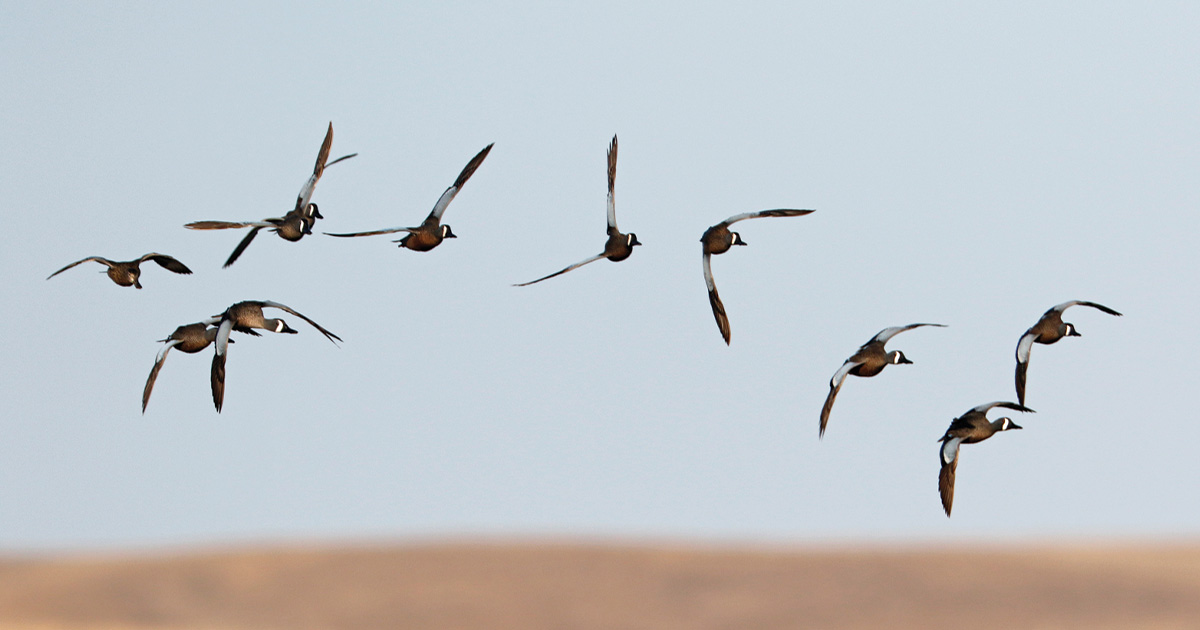 Public Land Playbook: The Perfect September Public Duck Hunt