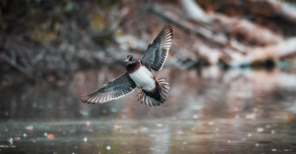 Public Land Playbook: Minimalist Wood Ducks