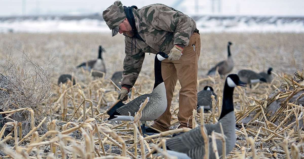 The Canada Goose  MeatEater Hunting