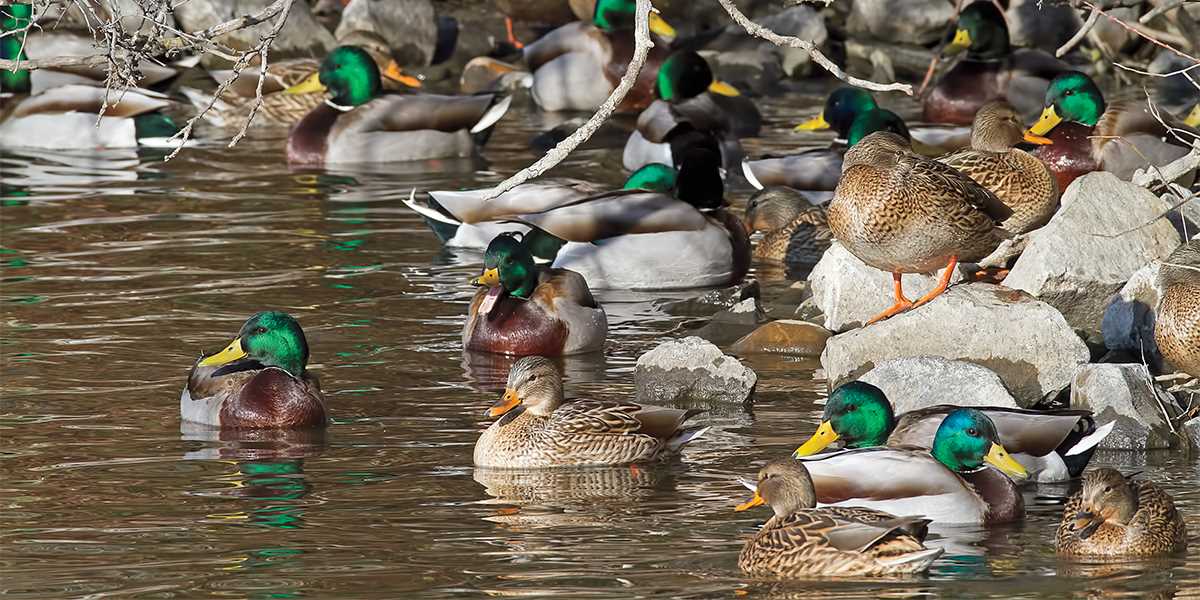 Waterfowlers_2944_mall_01-11-12.jpg