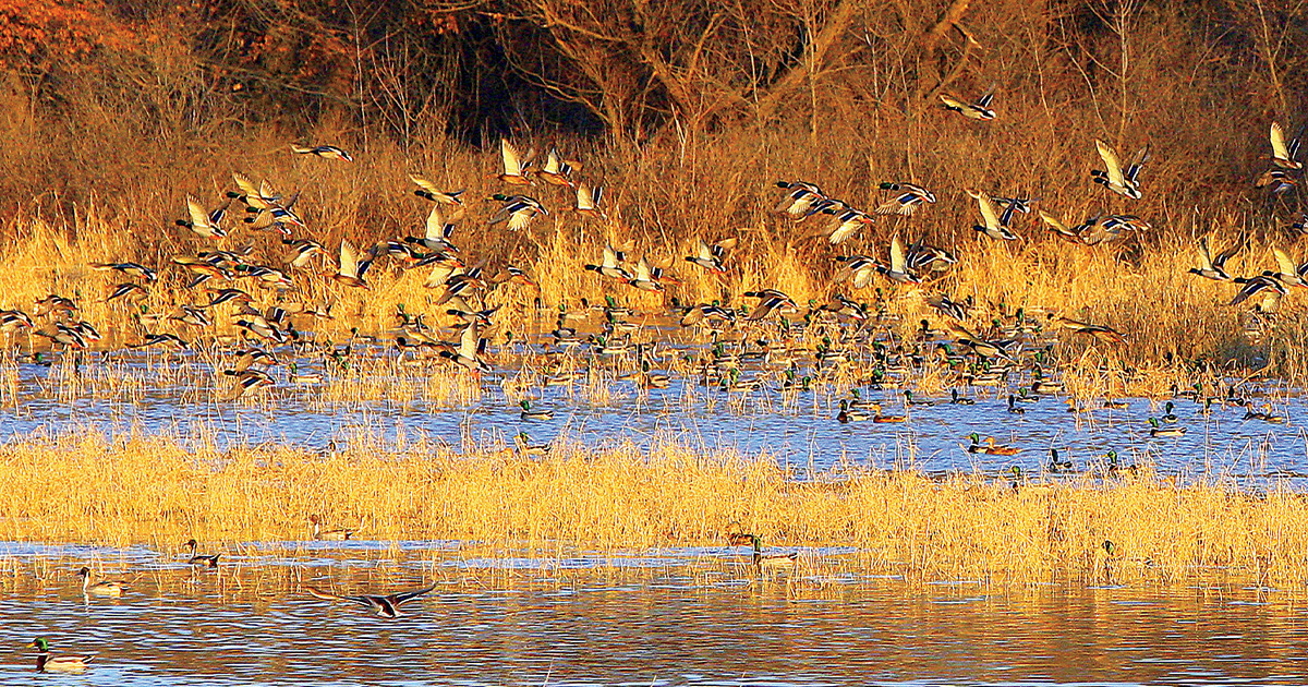 Waterfowler's World: Setting the Table